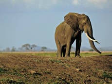 Gove says UK will be 'front and centre' of efforts to end ivory trade