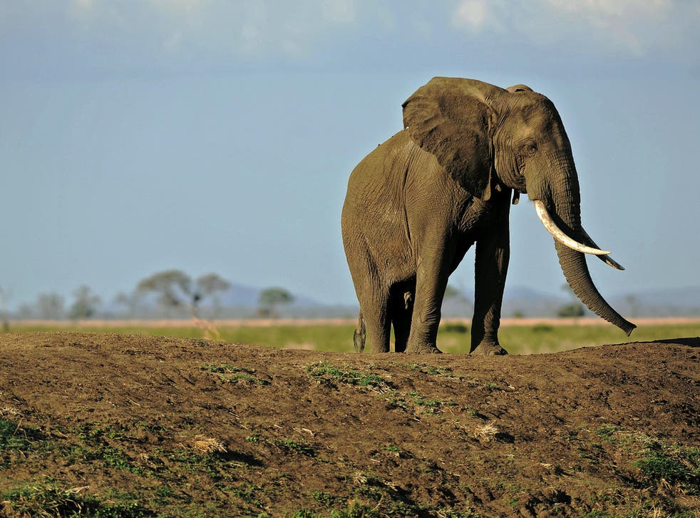A picture taken on October 14, 2013 shows an elephant in Mikumi National Park, which borders the Selous Game Reserve, Tanzania.