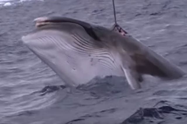 A minke whale is harpooned and dragged to the surface by Japanese whalers