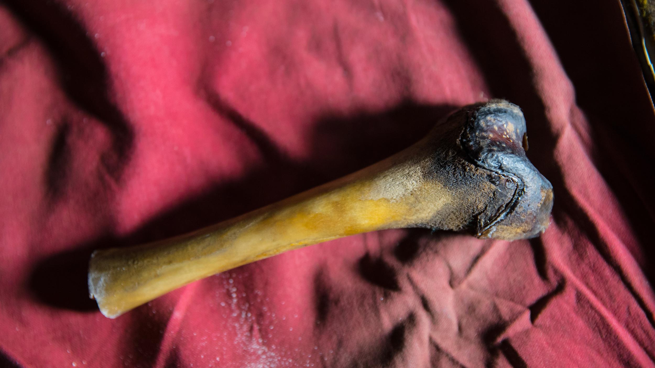A femur bone found in a cave in Tibet – supposedly from a yeti, now found to have belonged a bear