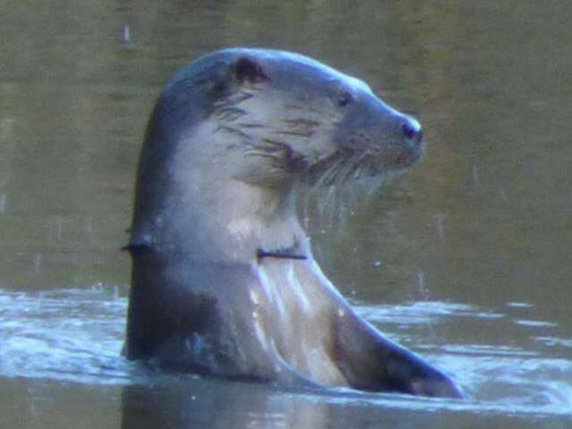 The otter, thought to be a male, is at risk of drowning if the plastic cable tie becomes caught underwater