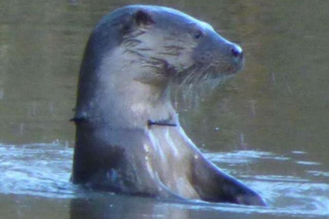 The otter, thought to be a male, is at risk of drowning if the plastic cable tie becomes caught underwater