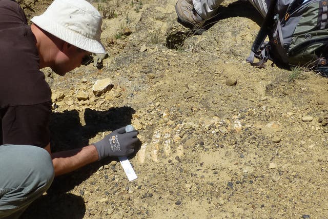 Scientists unearth remains of ancient sea cow
