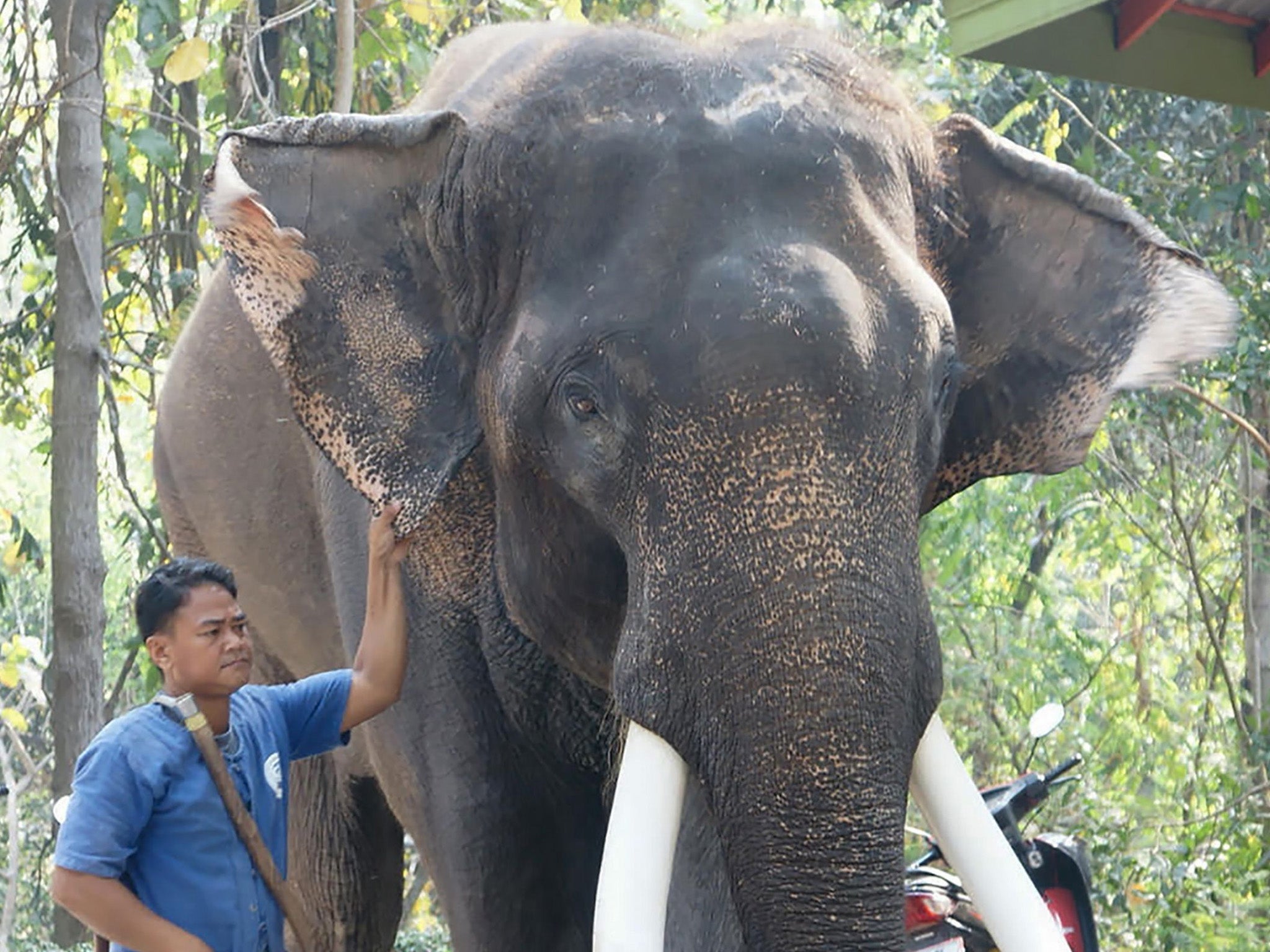 Elephant 'Ekasit', who killed his owner Somsak Riengngen, standing next to one of the zoo's handlers in Chiang Mai Zoo