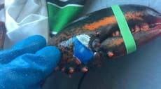 Lobster branded with Pepsi can ‘tattoo’ found by fishing crew