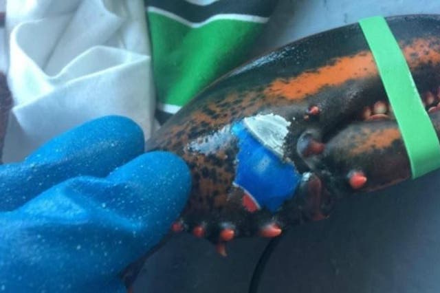 The lobster was discovered branded with the Pepsi logo