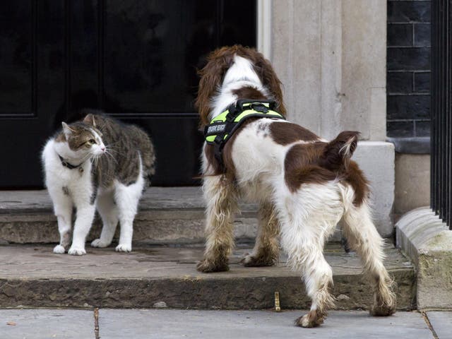 British Prime Minister David Cameron's Cat, Larry, comes face to face with a police dog called Bailey as it does security checks outside the door of 10 Downing Street in London on March 30, 2015.