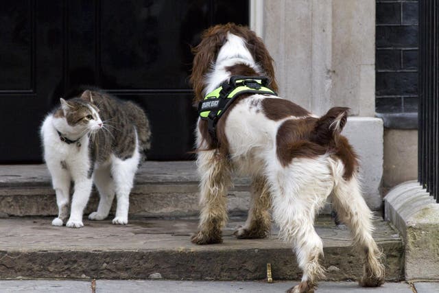 British Prime Minister David Cameron's Cat, Larry, comes face to face with a police dog called Bailey as it does security checks outside the door of 10 Downing Street in London on March 30, 2015.