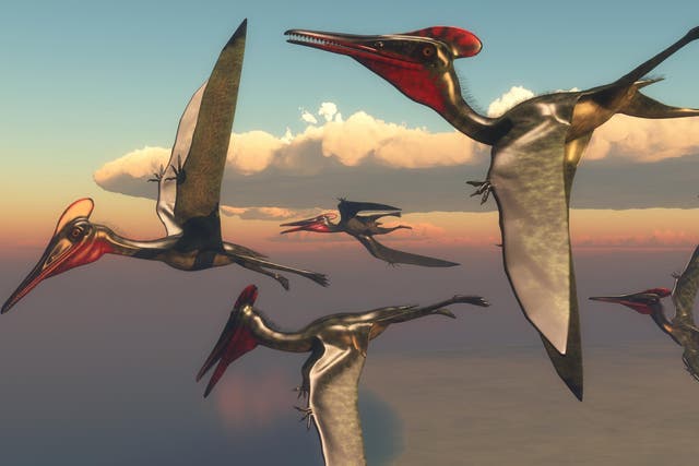 Over 200 fossilised eggs laid by prehistoric reptiles like these ‘Pterodactylus’ have been discovered
