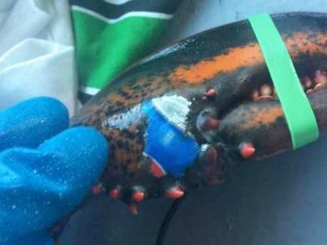A lobster was discovered branded with the Pepsi logo