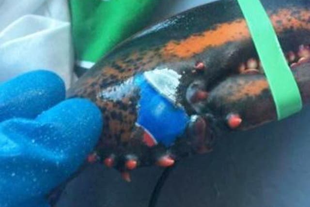 A lobster was discovered branded with the Pepsi logo