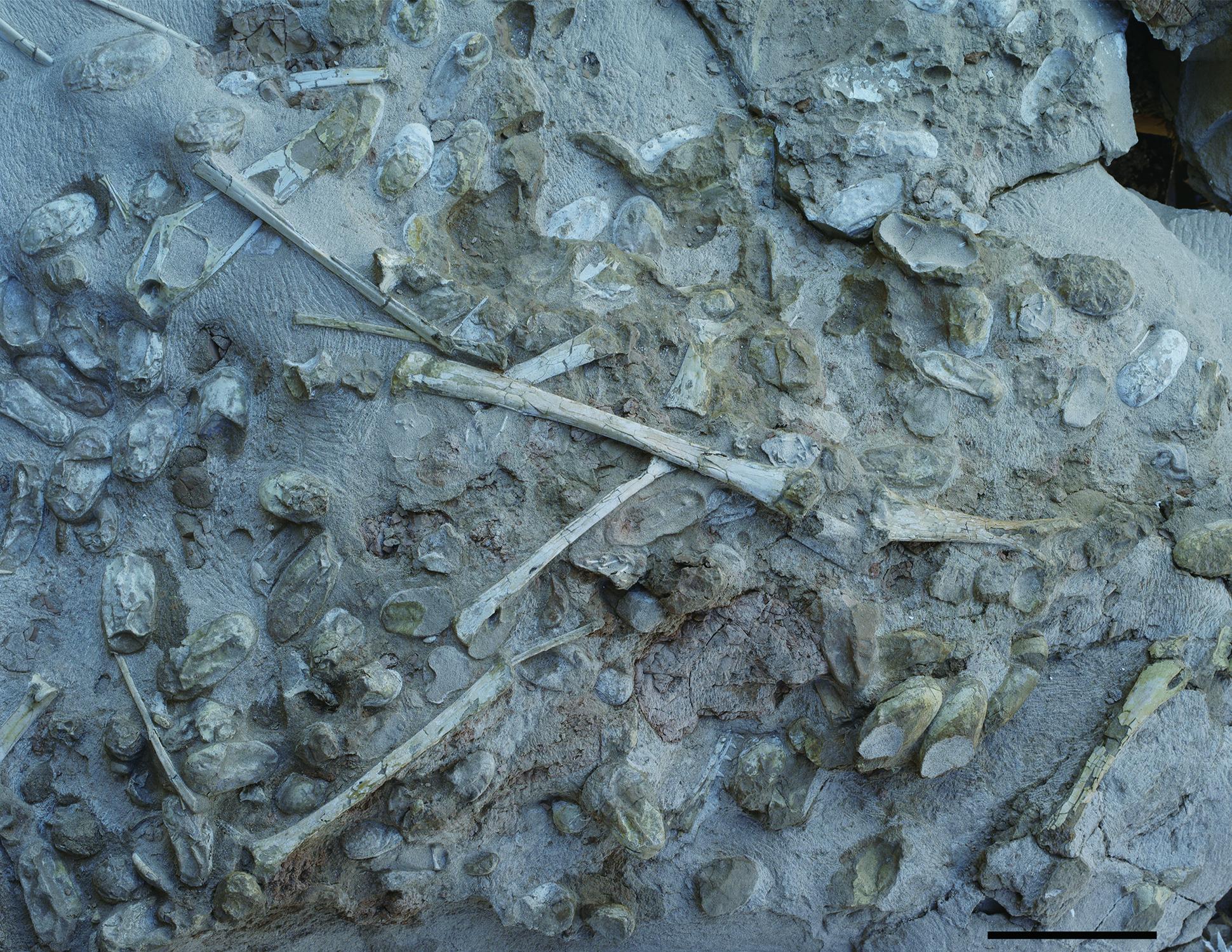 The specimen containing hundreds of pterosaur eggs, as well as adult bones (Wang et al,?‘Science’)