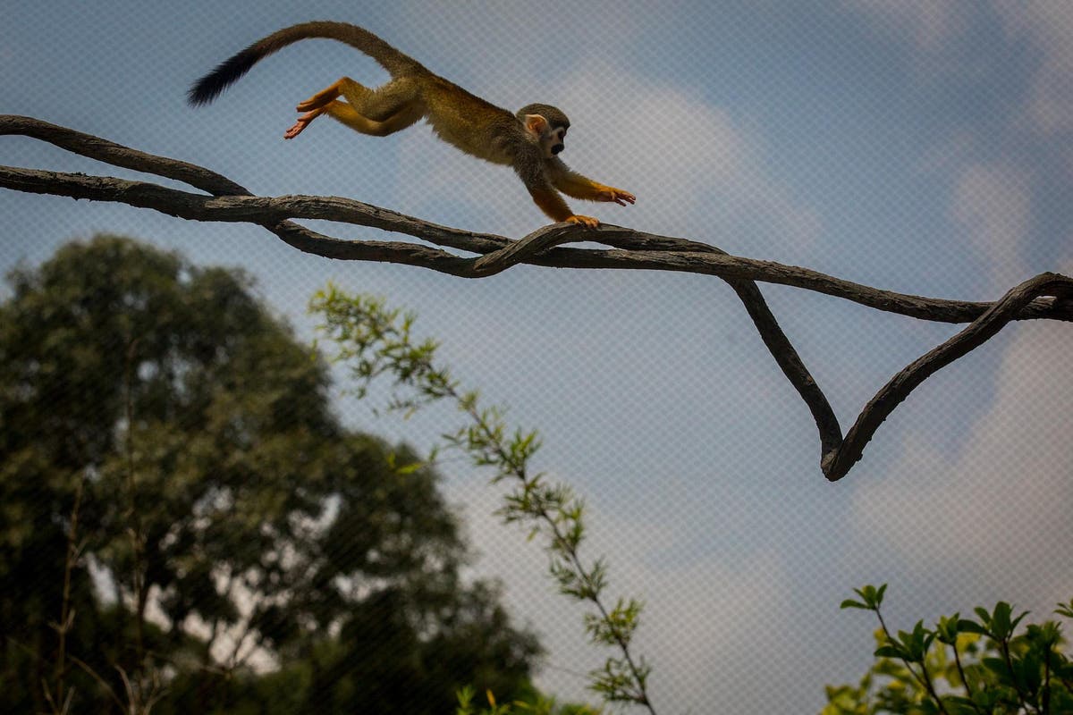 Удивительное щелканье заботятся о птенчиках ловкая обезьяна
