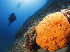 Sponges identified as ancestor of humans – and all other animals