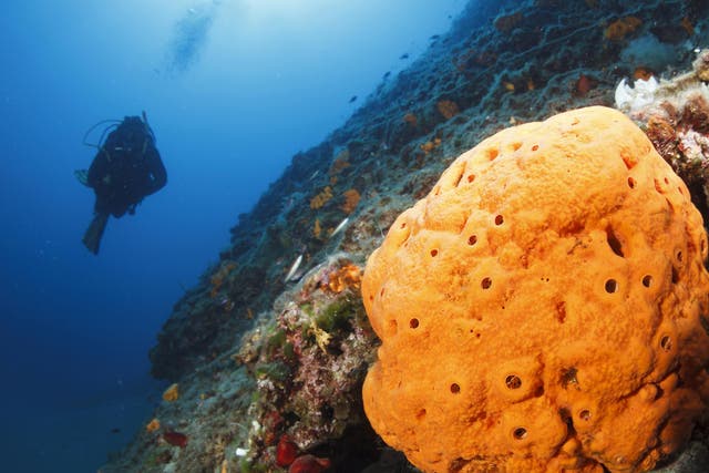 Simple sponge-like creatures appear to have given rise to humans and all other animals