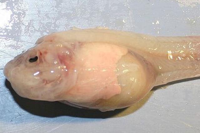 Newly discovered Mariana snailfish is the deepest ever species of fish