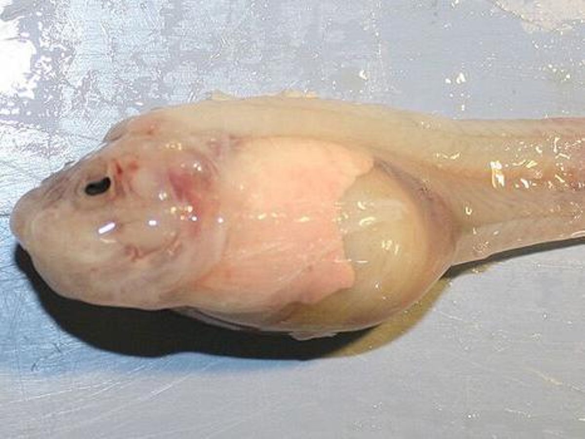 New Species Of Deepest Living Fish Found Five Miles Underwater The Independent The Independent
