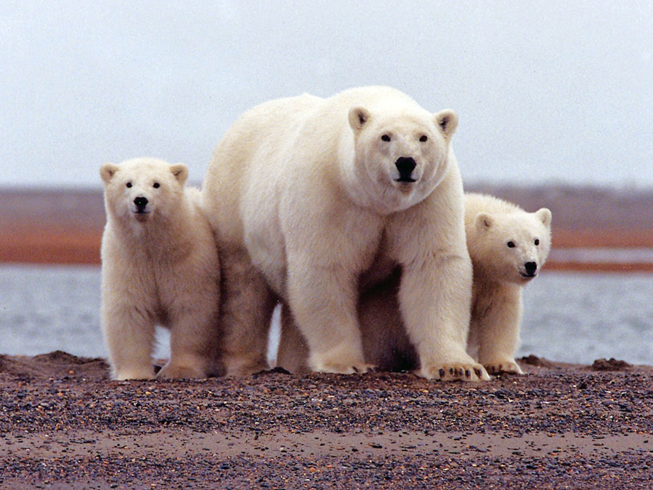 A polar bear keeps close to her young along the Beaufort Sea coast in Arctic National Wildlife Refuge, Alaska