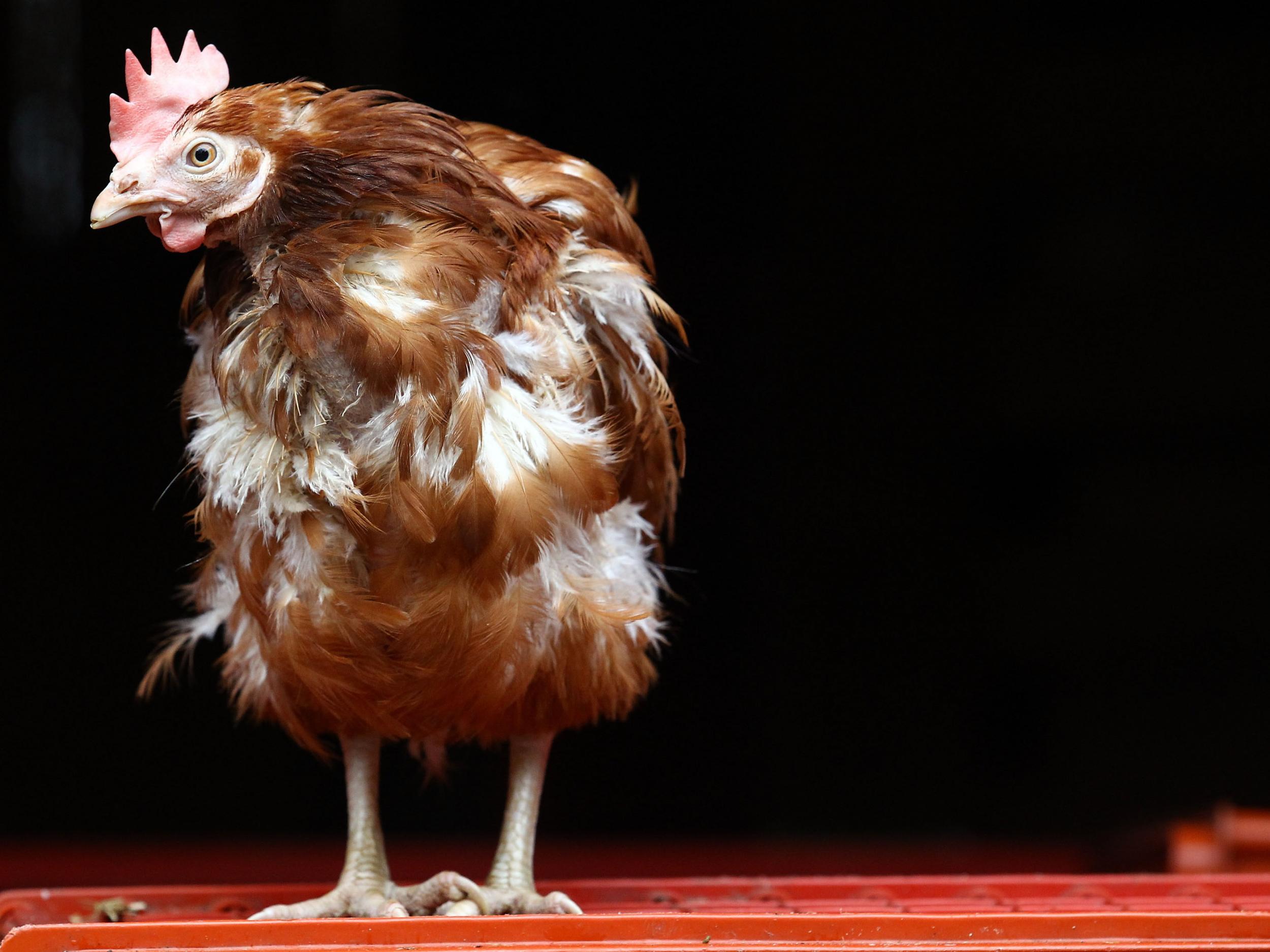 'Colony cages offer welfare benefits and more space than the battery cages that they replace,' says vet.