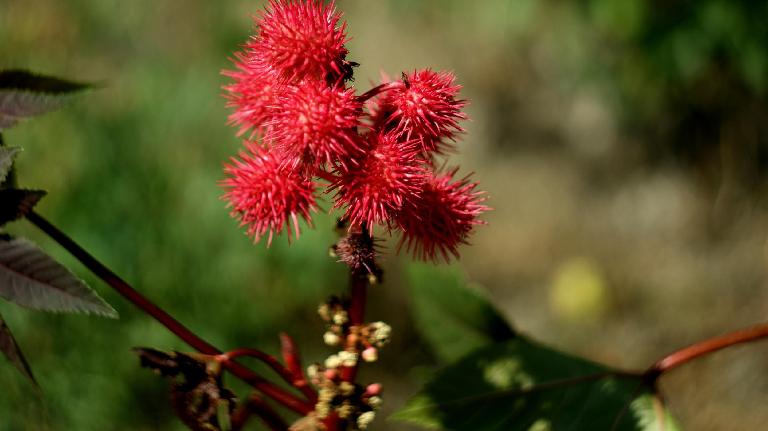 Ricin comes from the castor oil plant (above) and can kill even in small doses