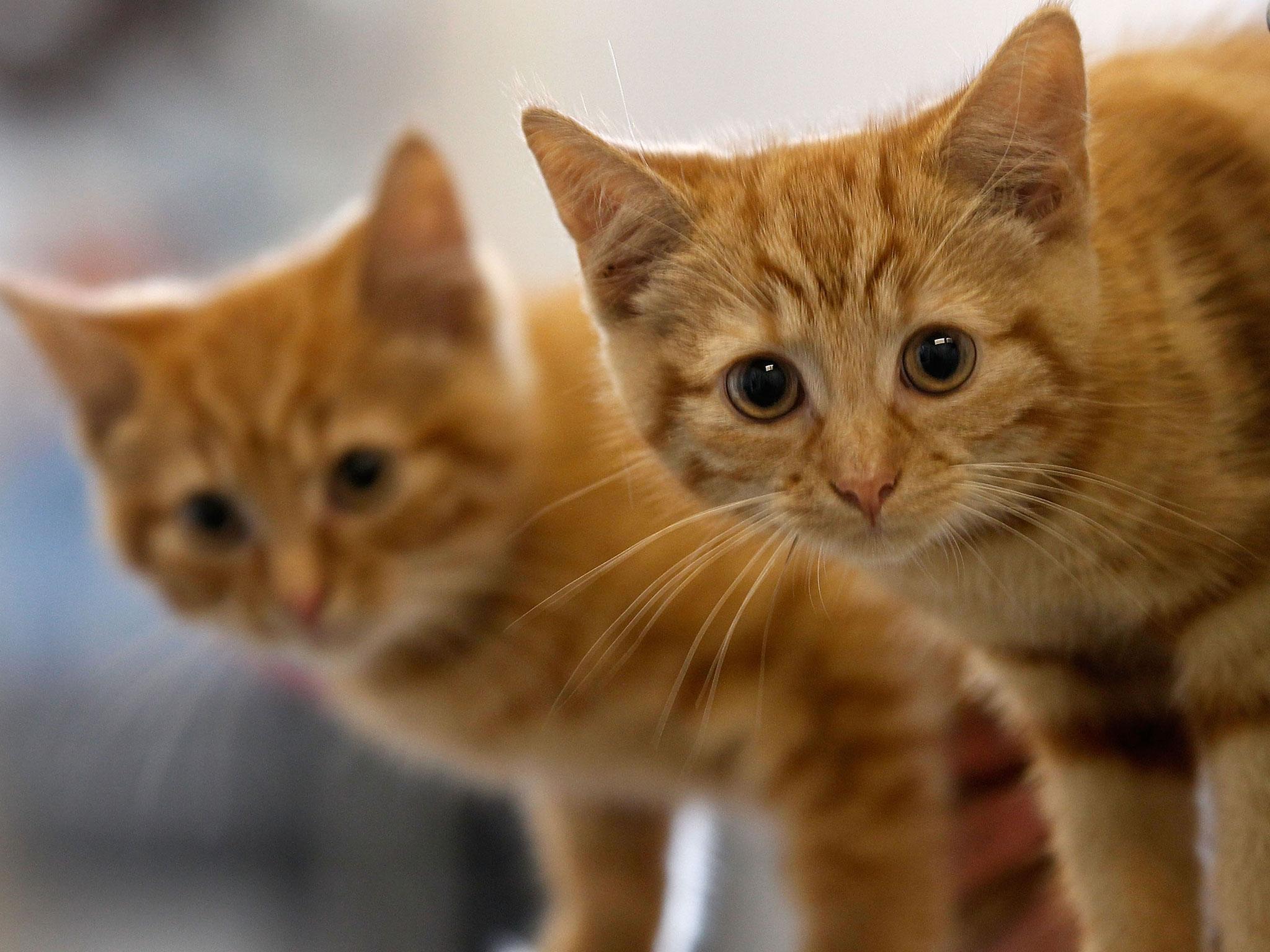 Cats have been found decapitated and left for their owners to discover (file photo)
