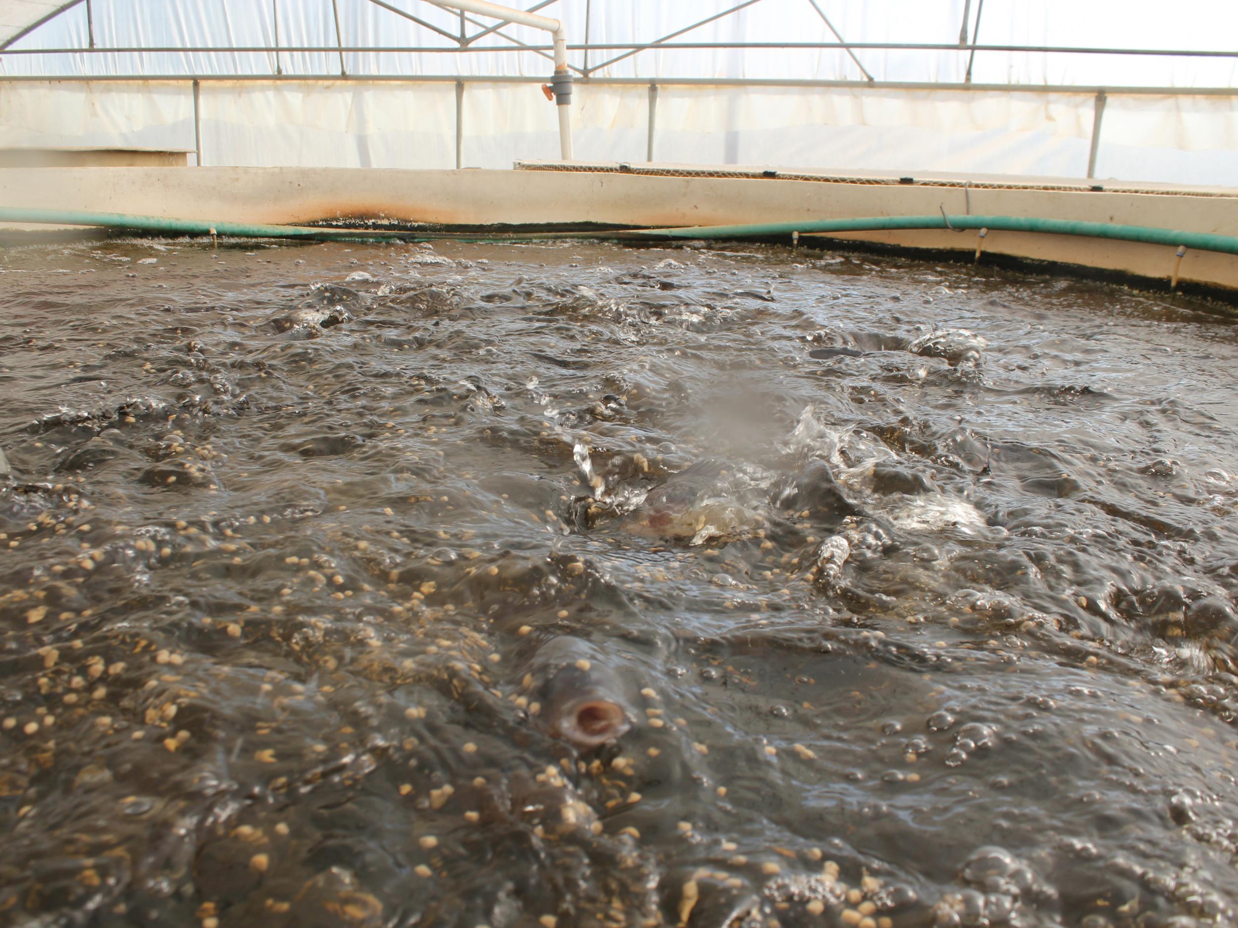 This is the first major aquaponics farm in Egypt, a system whereby fish reared in tanks exchange water with plants grown nearby (Edmund Bower)