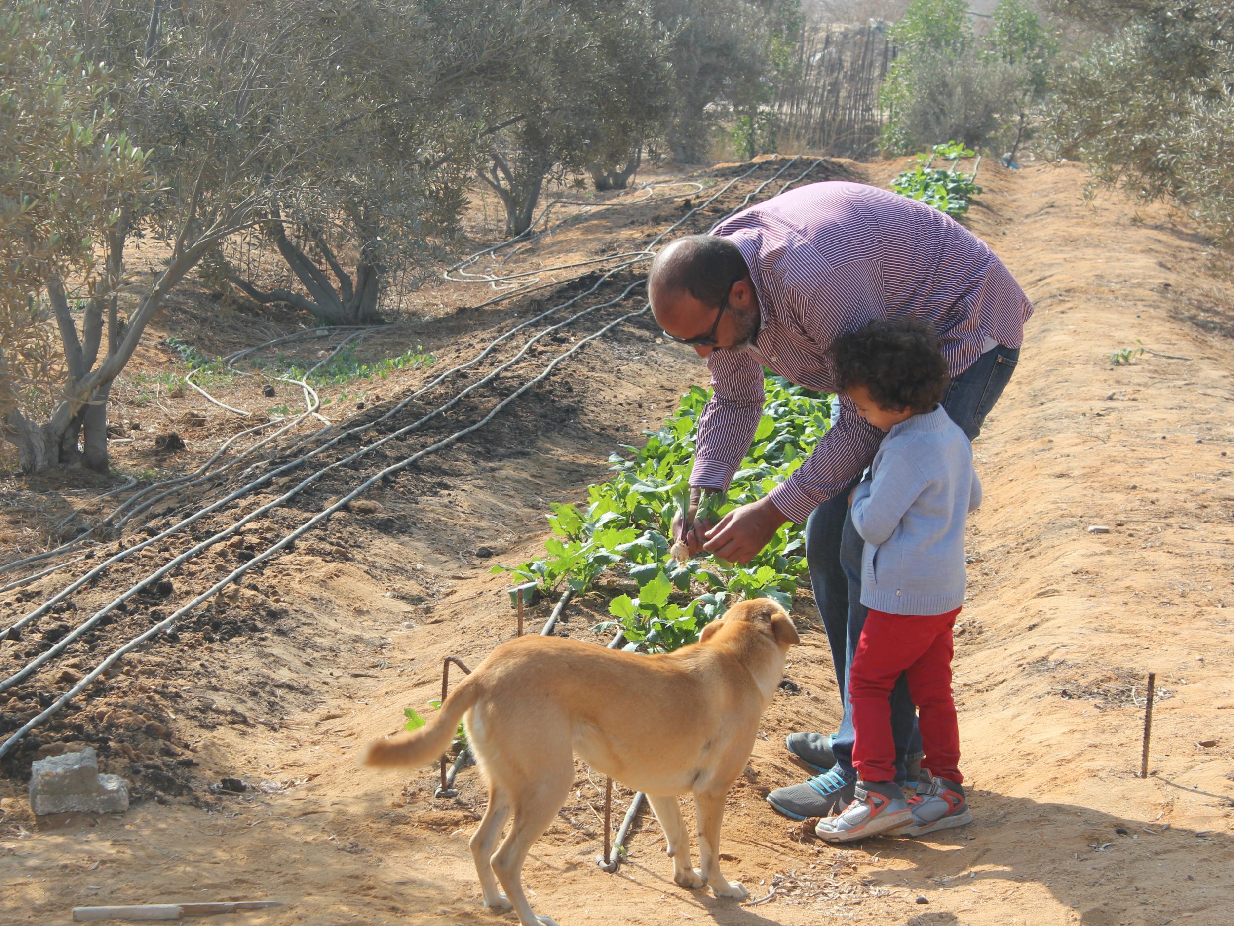 Unlike most Egyptian farms, Farrag only uses minimal added nutrients for his plants (Edmund Bower)