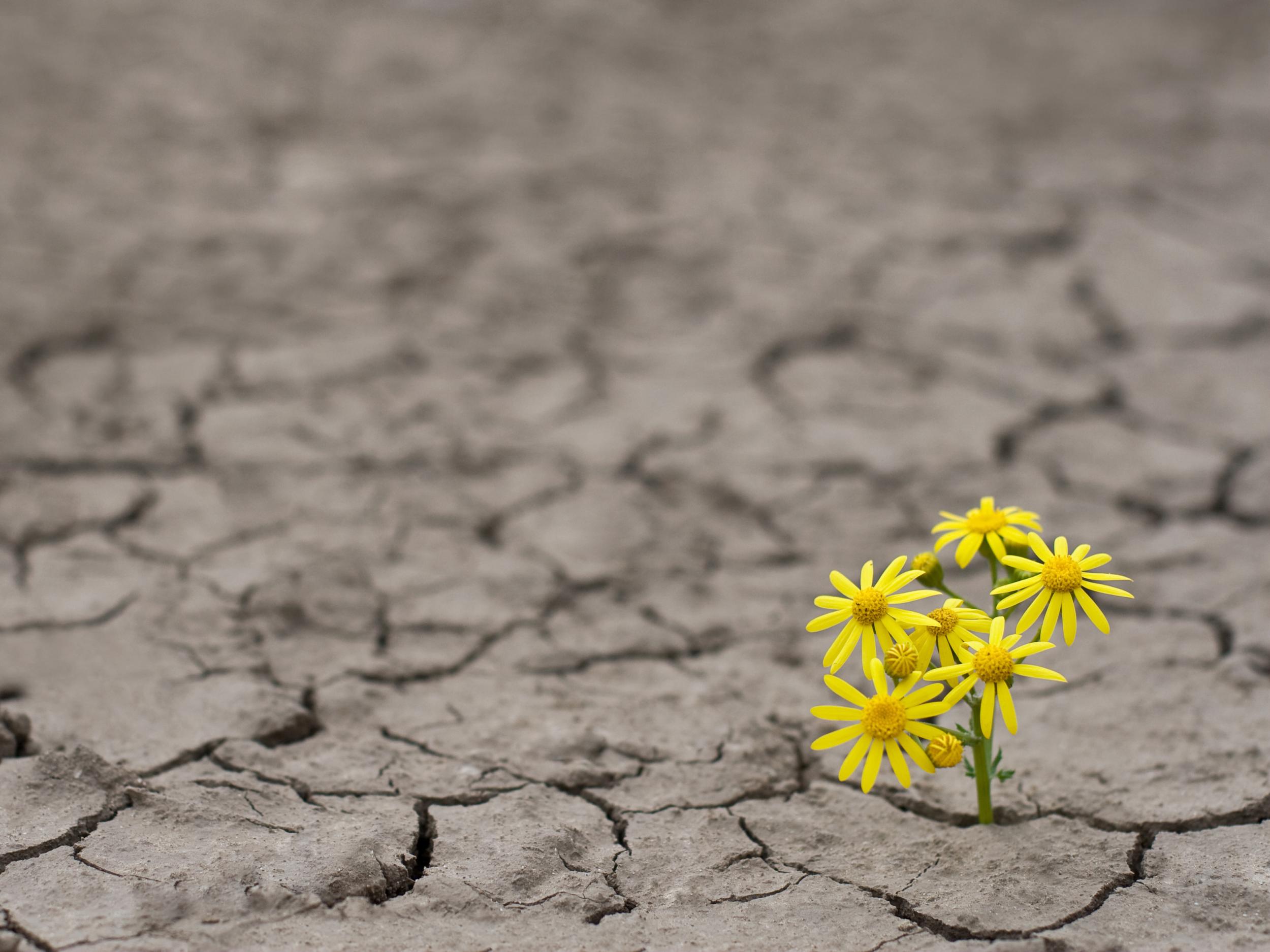 Crop production requires a lot of water, so there is a need to develop plants that can survive in dry conditions 