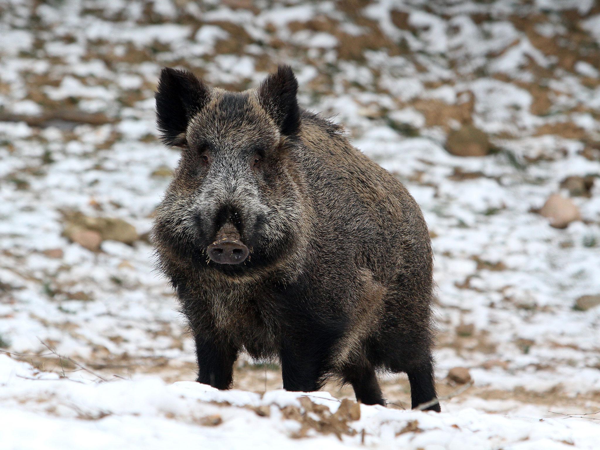 The boar's whereabouts are unknown and it wasn't clear if the animal was injured, police said