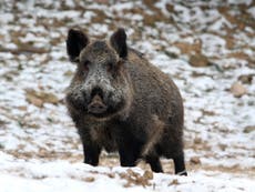 Hunter dies after wild boar he was trying to shoot gored him
