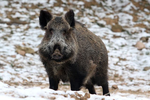 The boar's whereabouts are unknown and it wasn't clear if the animal was injured, police said