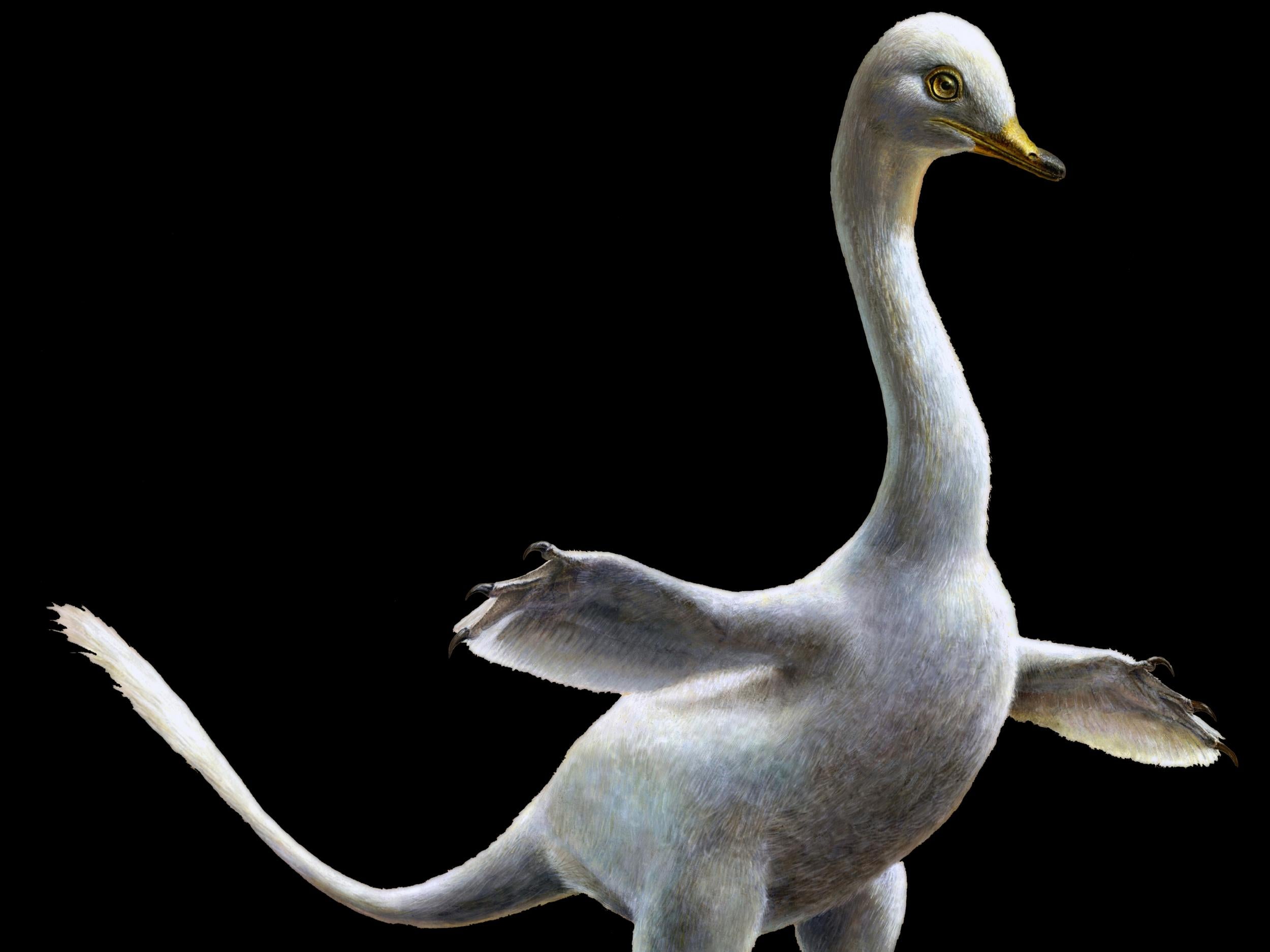 The newly identified Halszkaraptor escuilliei has a body shape that suggests a lifestyle similar to modern aquatic birds