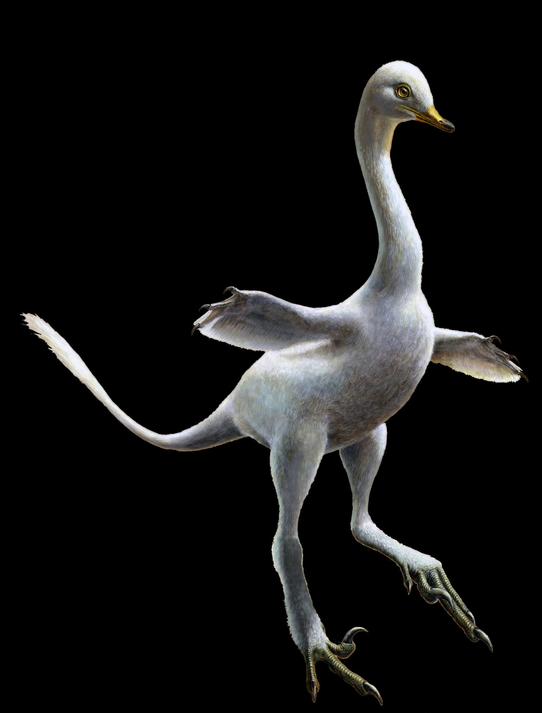 Reconstruction of Halszkaraptor escuilliei