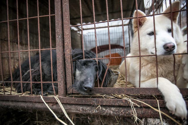 Two dogs shown locked in a cage at a dog meat farm in Namyangju, South Korea