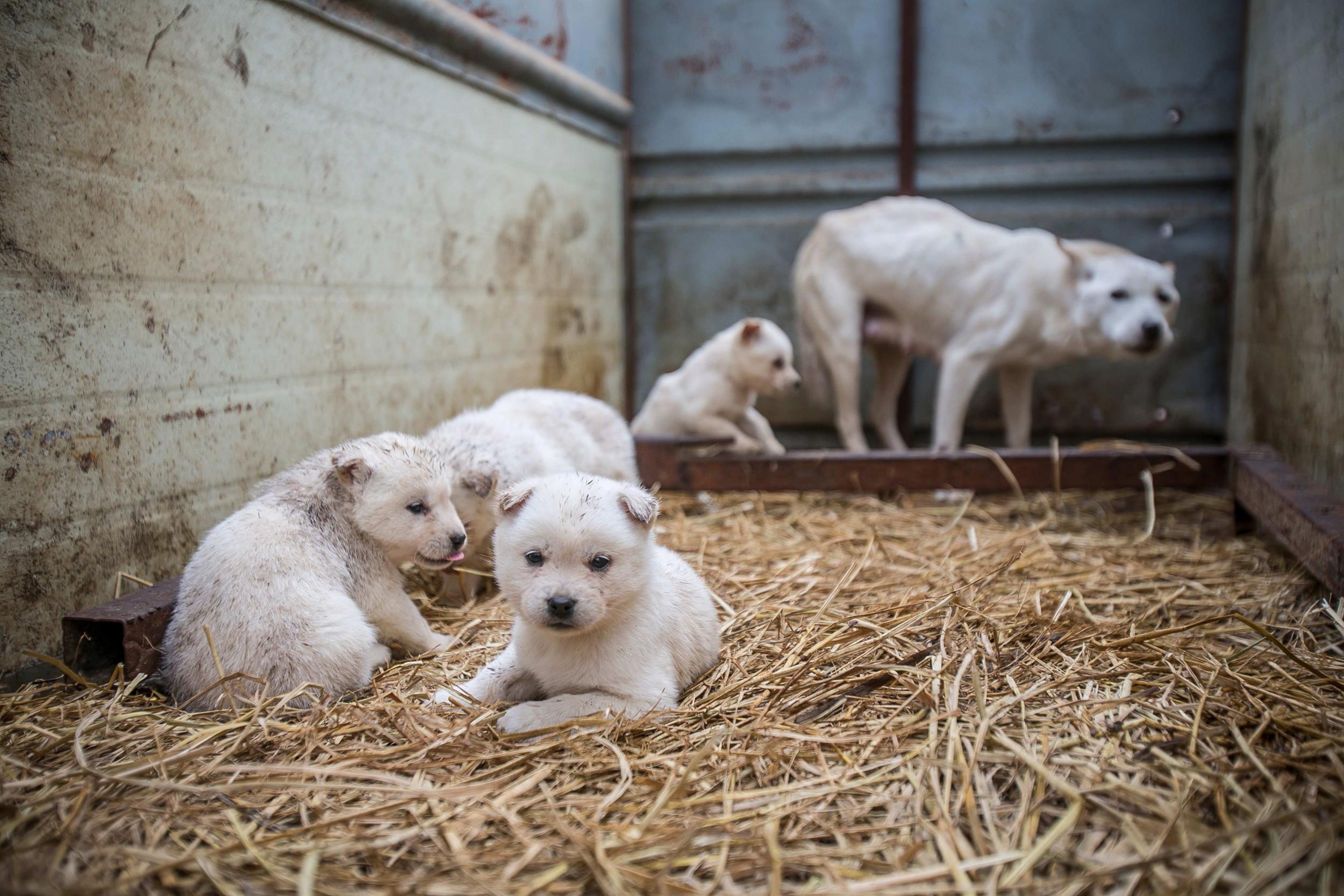 A mother dog and her puppies are shown locked in a cage at a dog meat farm in Namyangju