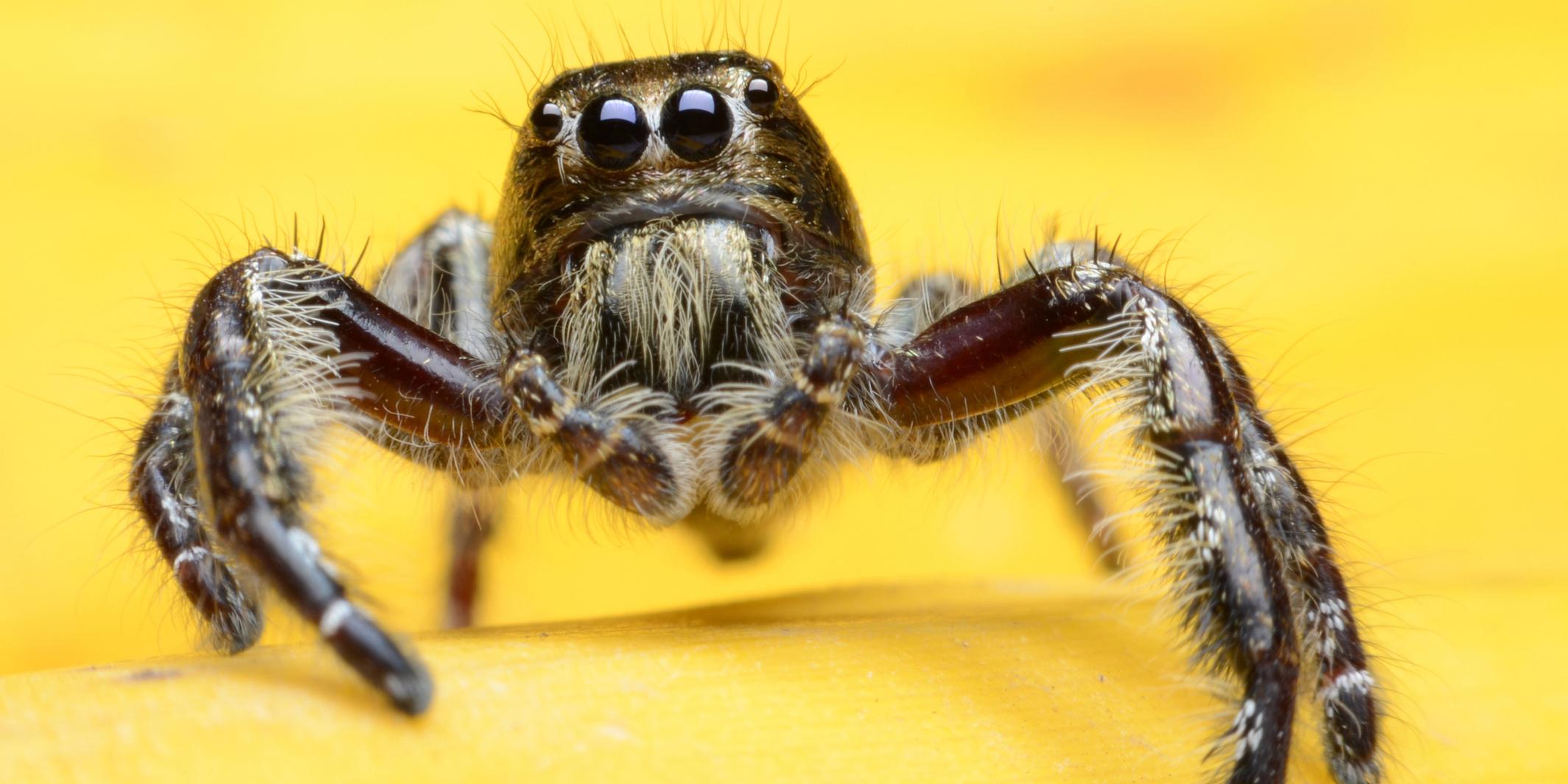 These Are The Most Common Phobias And What Causes Them Indy100 Indy100 