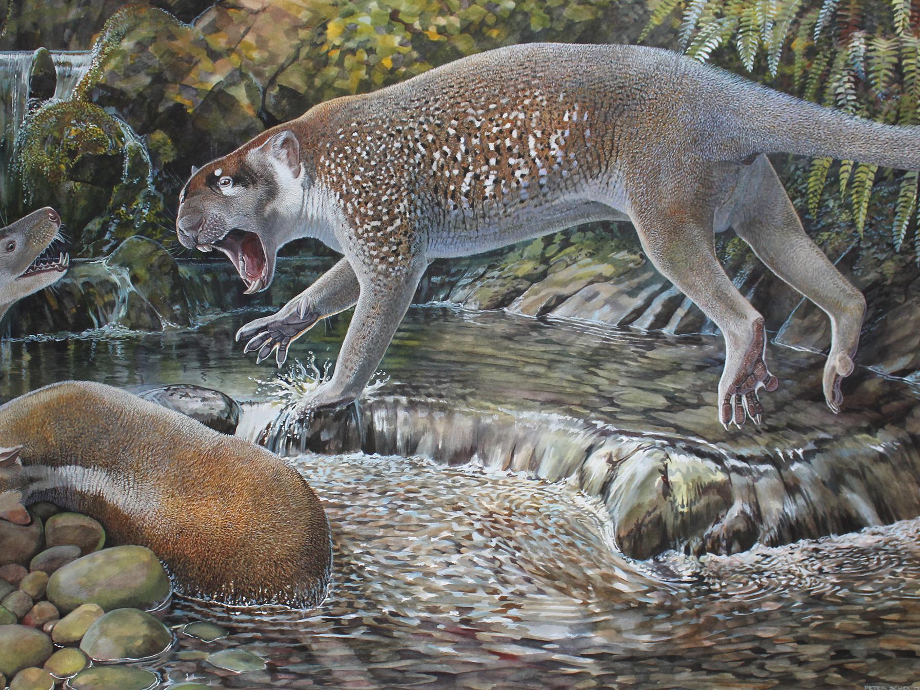 Extinct kangaroo-like lion discovered in Australia | The Independent | The  Independent