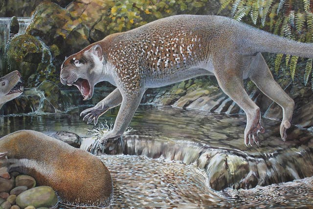 The new species of marsupial lion lived in Australia around 19 million years ago