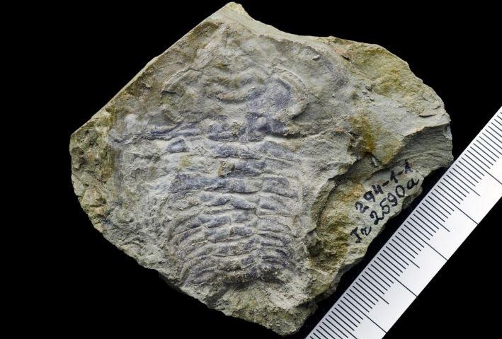The 530-million-year-old fossil is thought to contain the oldest eye ever found