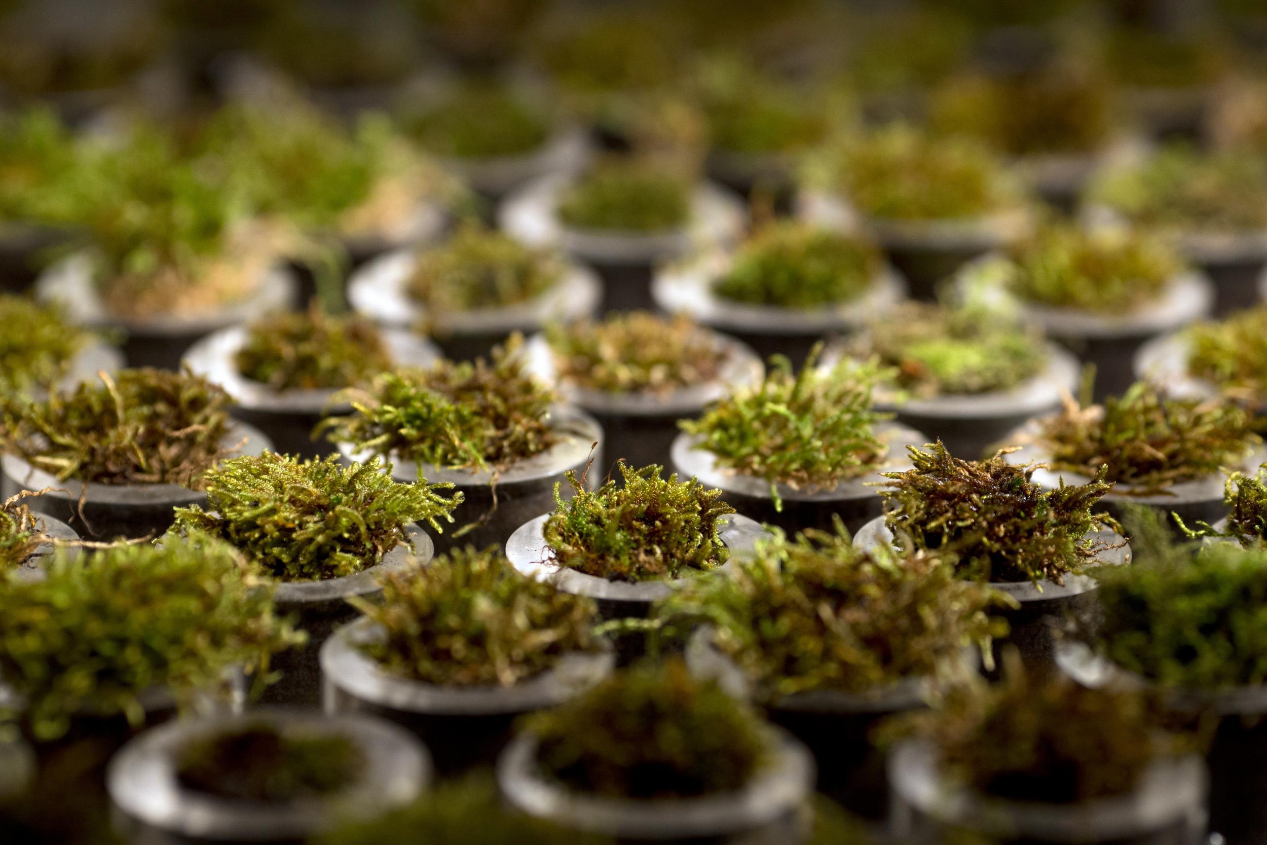 A 'moss table' produces renewable energy from the photosynthesis of living organisms