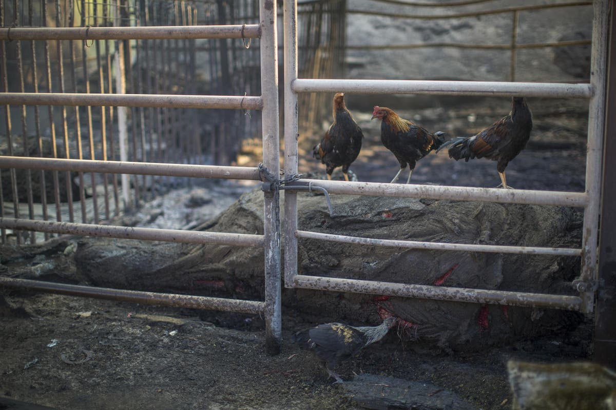 Dozens of horses found burned to death in California wildfires The