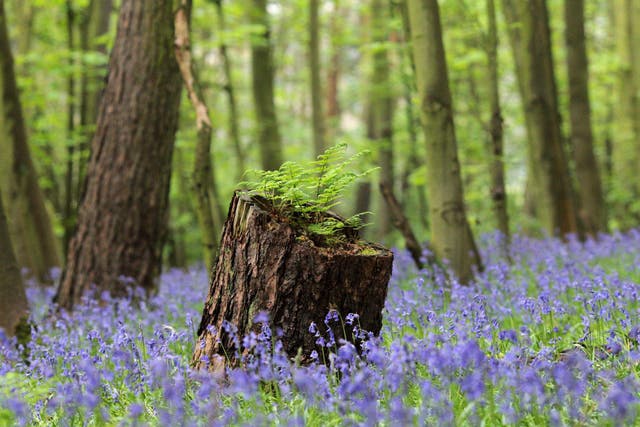 Bluebell flowers cover a woodland floor in Scunthorpe, north-east England, on April 25, 2014