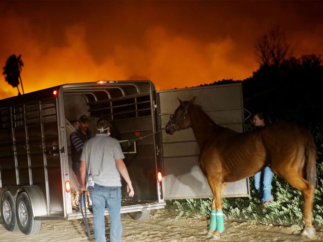 Horses are evacuated with wildfires raging in the Californian hills
