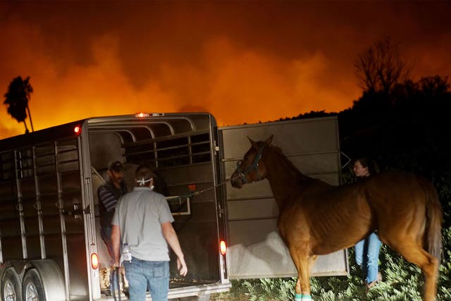Horses are evacuated with wildfires raging in the Californian hills