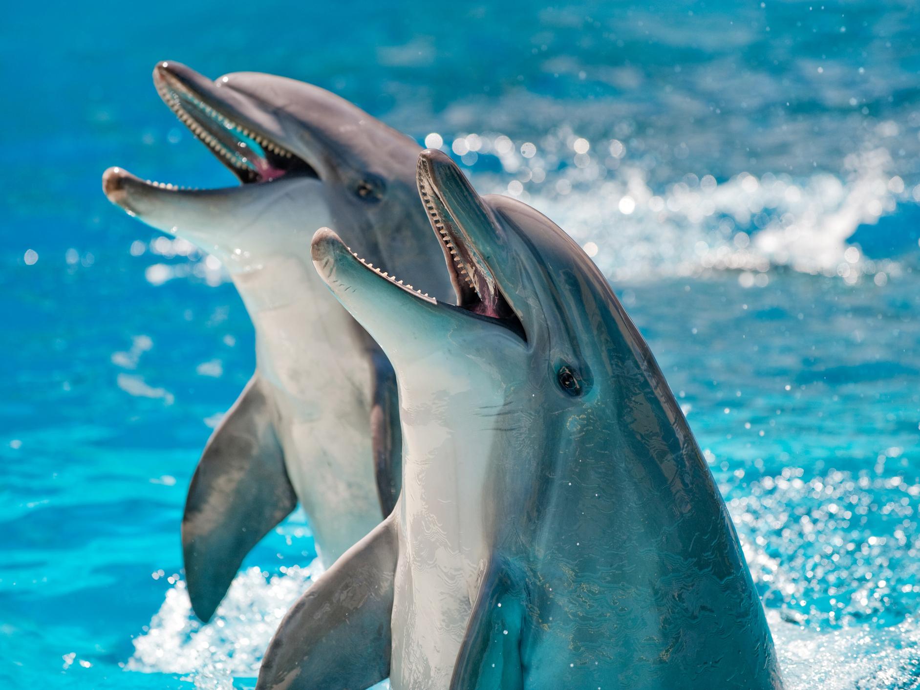France has banned swimming with dolphins, and put in place new regulations to protect marine wildlife
