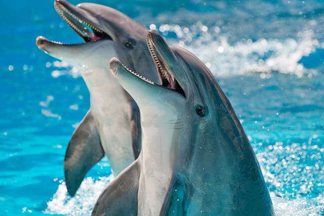 France has banned swimming with dolphins, and put in place new regulations to protect marine wildlife