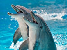 Scientists attempt to measure dolphin ‘happiness’ for the first time 