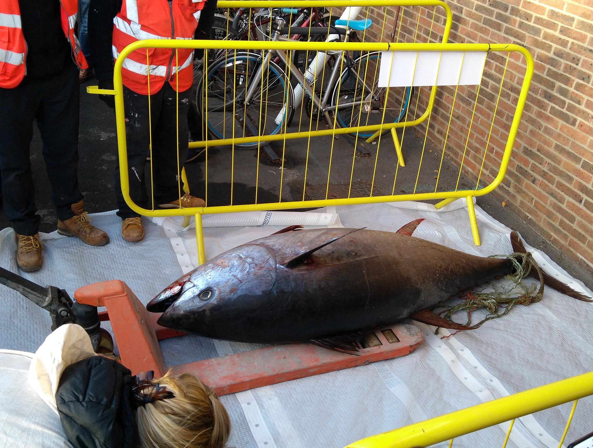 The fish is an endangered species but more and more are appearing on British shores