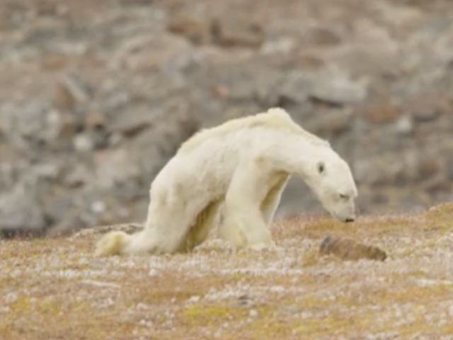 The film crew were in tears as they shot images of the starving polar bear