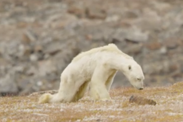 The film crew were in tears as they shot images of the starving polar bear